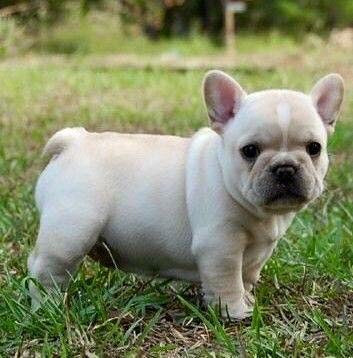 Cream Pup