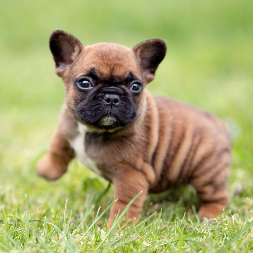 Fawn Pup